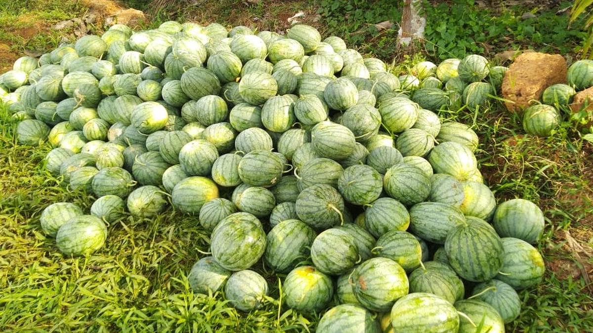 Watermelon cultivation finds more takers in Kerala The Hindu